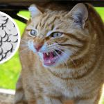 Angry orange tabby cat hissing at someone and hiding under a bench outside.