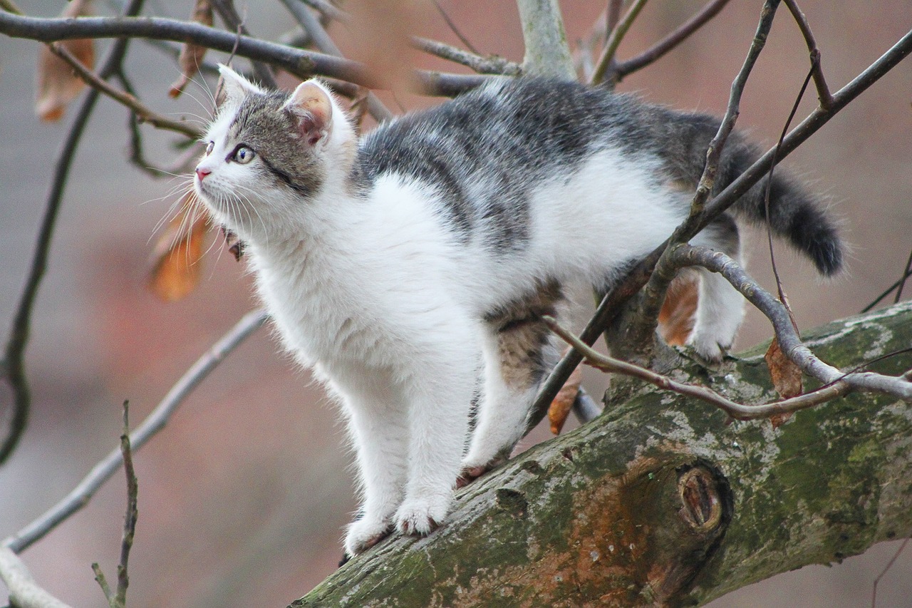 A white and gray cat stuck in a tree.