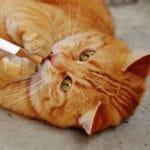 Satire tabby cat smoking a cigarette.