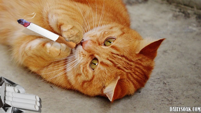 Satire tabby cat smoking a cigarette.