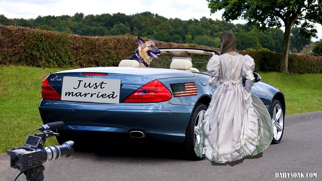 German Shepherd in driver's seat of blue convertible waiting for woman wearing wedding dress.