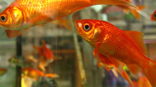Many orange goldfish swimming in a fish bowl in a store.