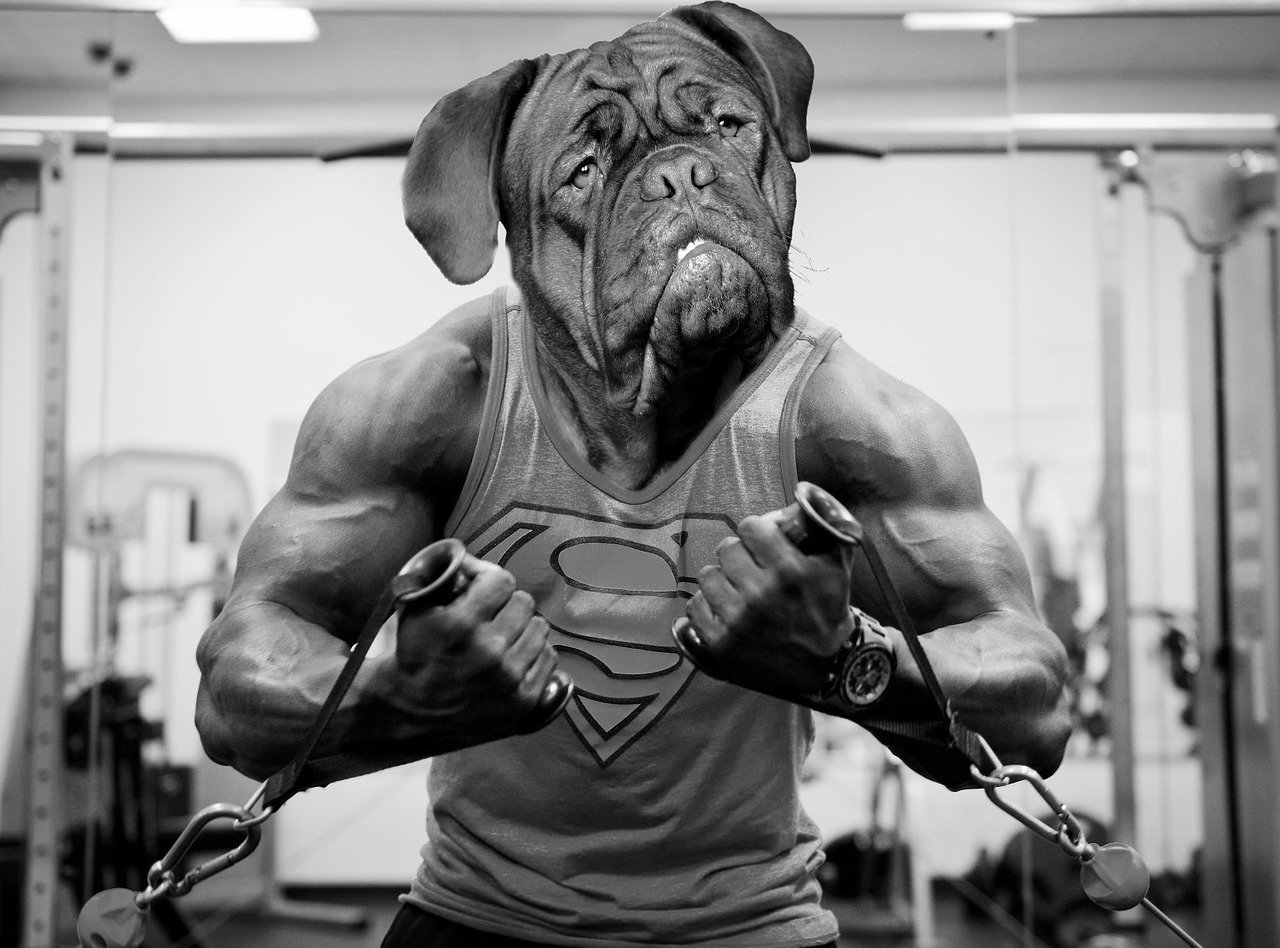A man with the head of a dog wearing a Superman shirt and working out in a gym.