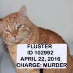 Funny satire mugshot of tabby cat. wanted for murder.