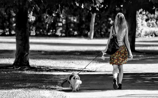 A hot blonde young woman in a short skirt walking a dog through a New York park.