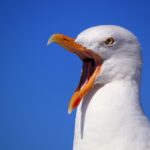 A white seagull with an orange beak squawking in front of a blue skyline.