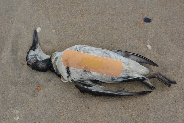 A dead seagull lying on the beach.