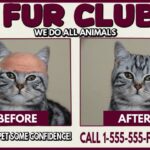 Funny satire ad for a hair club for pets with a bald tabby cat on front.