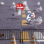 Numerous seagulls standing in middle of street in protest.