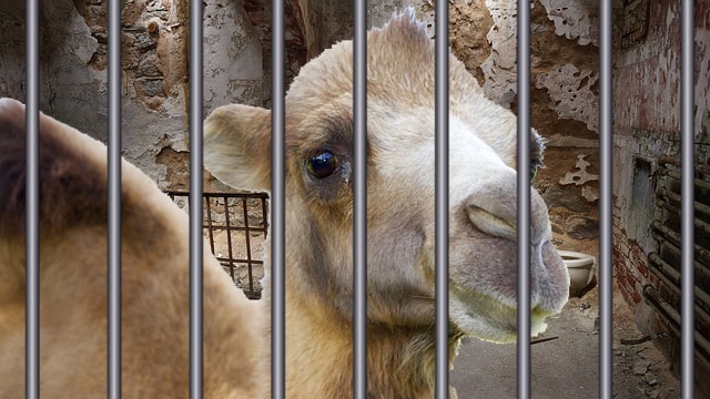 Satire of Saudi Arabia with a camel in prison behind bars.