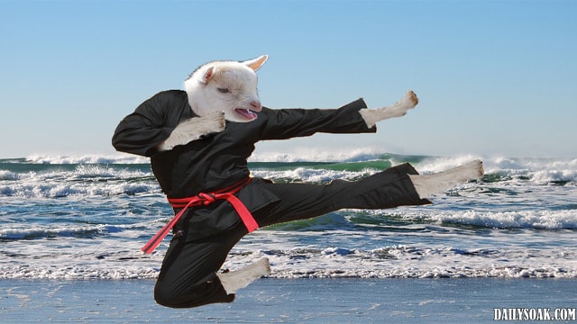 Funny parody of Ralph Macchio Karate Kid move with goat in karate suit kicking on beach.