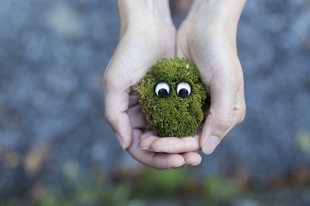 Two hands holding a ball of moss with eyeballs.