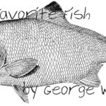 Black and white drawing of a salmon fish.