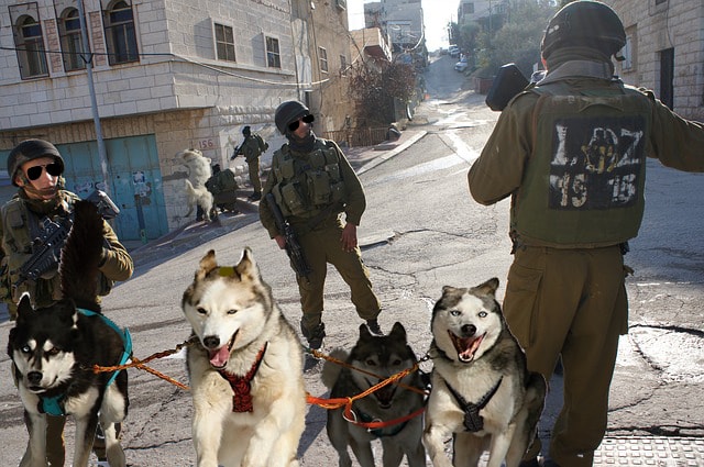 Satire military checkpoint with three army men arresting four dogs.