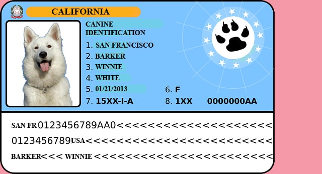 Funny fake driver's license for dogs with a white dog's photo on it.