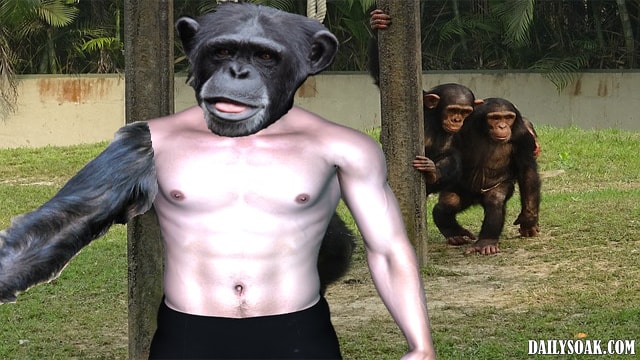 Funny parody of evolution showing a half man half chimp inside a Bronx Zoo cage.