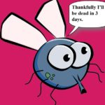 Funny cartoon of housefly on a pink wall.