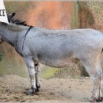 Funny mule facing a concrete wall wearing a dunce cap.