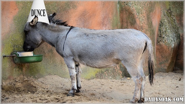 Funny mule facing a concrete wall wearing a dunce cap.