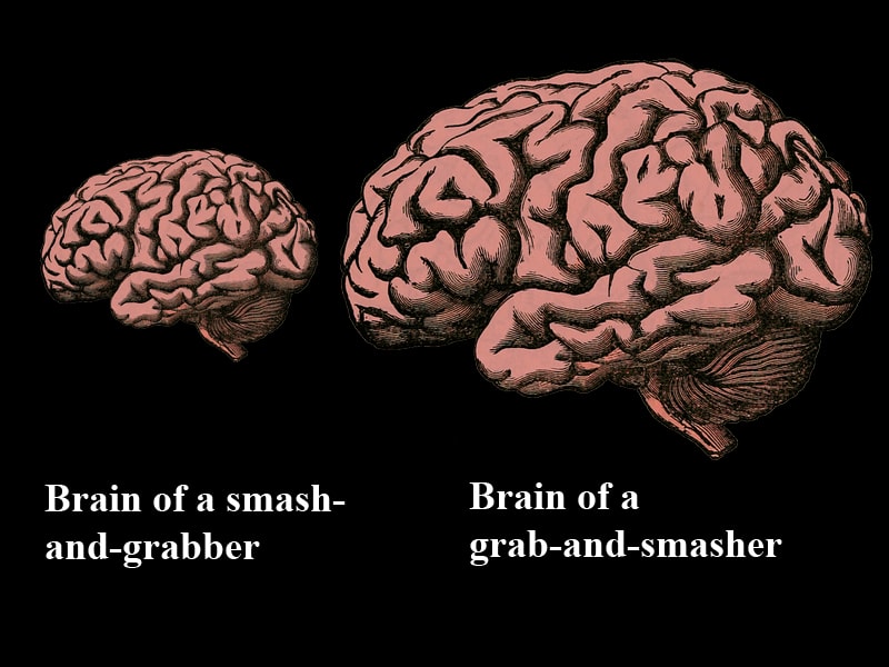 Two human brains set against a black background.