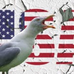 Seagull standing in front of USA American flag colors.