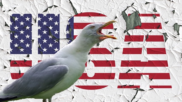 Seagull standing in front of USA American flag colors.