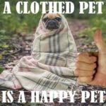 Tan pug dog wearing a white blanket out in the forest.