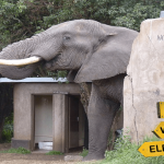 Elephant in Africa using a human toilet.