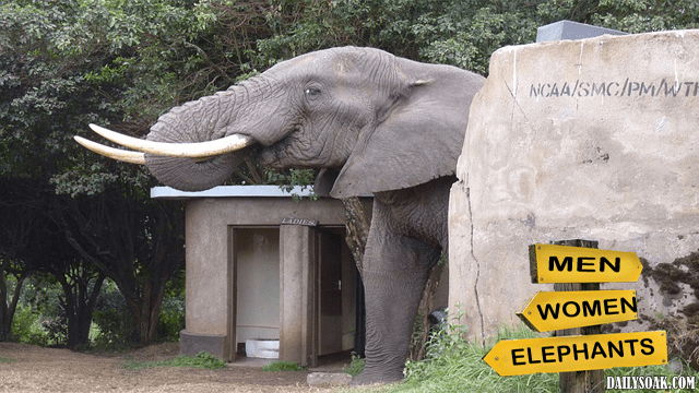 Elephant in Africa using a human toilet.