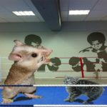 Small cat and big mouse inside boxing ring.