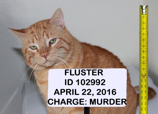 Funny tabby cat mugshot photo for murder.