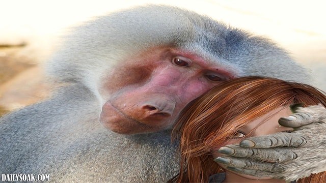 Baboon hugging a white woman with red hair. 