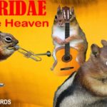 Parody music album cover with three chipmunks playing instruments.