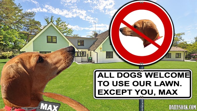 Dog on front lawn staring up at no pooping sign.