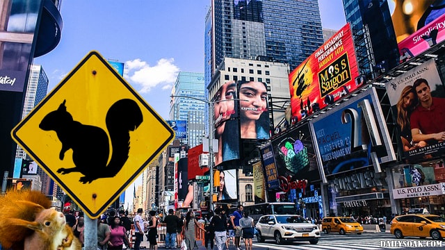 Funny squirrel crossing sign in Time's Square New York.