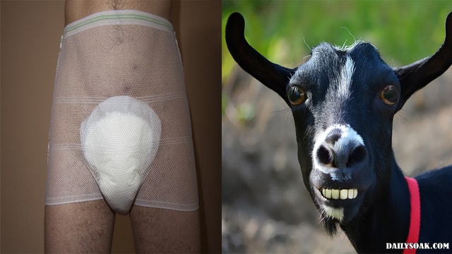 Side by side photo of a goat and a man that got attacked by it.