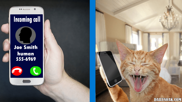 Orange cat calling a human on a smartphone while laughing for service providers AT&T and Comcast.