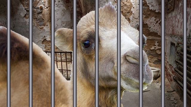 Camel behind bars in Saudi Arabian prison.