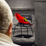 Red parrot sitting on chair as old man watches.