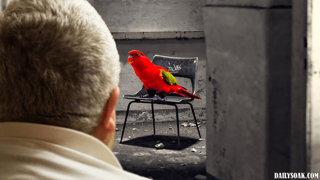 Red parrot sitting on chair as old man watches.