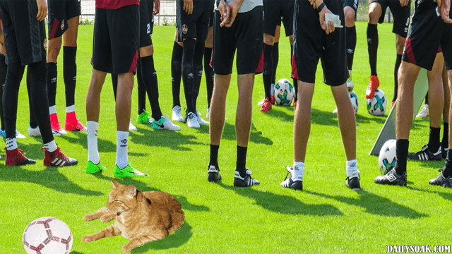 Orange tabby cat sitting on soccer field near players.