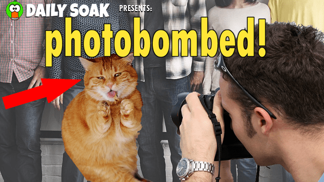 Orange tabby cat photobombing a group of people.