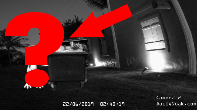 Security night camera capturing strange creature.