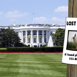 Wanted poster on telephone pole in front of White House.