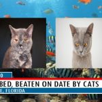 Parody CBS TV News showing two cats against fish bowl background.