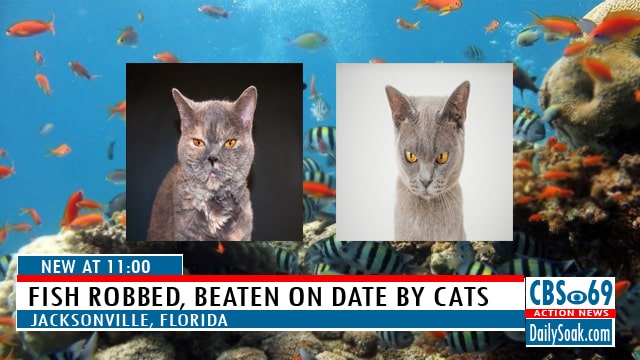 Parody CBS TV News showing two cats against fish bowl background.