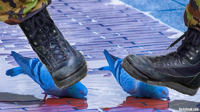 Man with black boots stepping on two pigeons necks to hold them down.