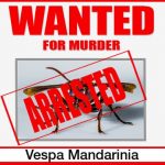 Red and white wanted poster with Asian hornet photo.