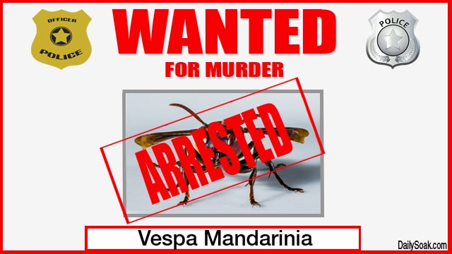 Red and white wanted poster with Asian hornet photo.
