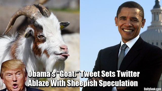 Barack Obama and Donald Trump standing near white goat.